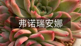 山地玫瑰网友爆料视频,揭秘神秘视频背后的惊人真相 第2张 山地玫瑰网友爆料视频,揭秘神秘视频背后的惊人真相 第2张